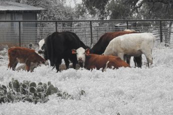Farm Aid for Texas Farmers and Ranchers Impacted by Winter Storm Uri