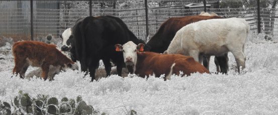 Farm Aid for Texas Farmers and Ranchers Impacted by Winter Storm Uri