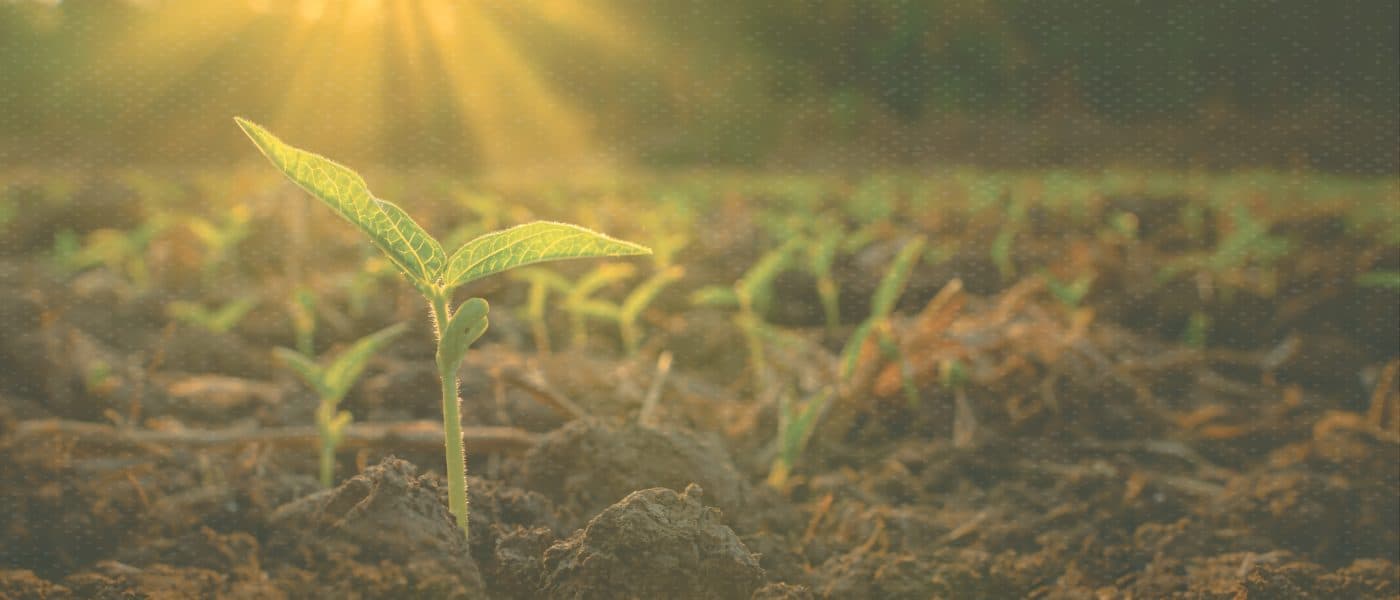 Seedlings in sun