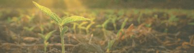 Seedlings in sun