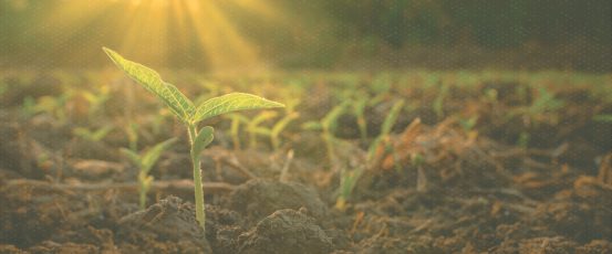 Thoughts of hope and renewal for healthy soil and clean air