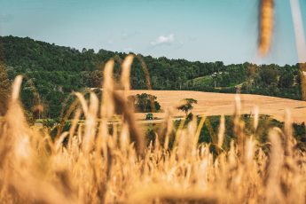 Thank You to WhistlePig for A Generous Donation