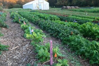 Ira Wallace on Farming in Community