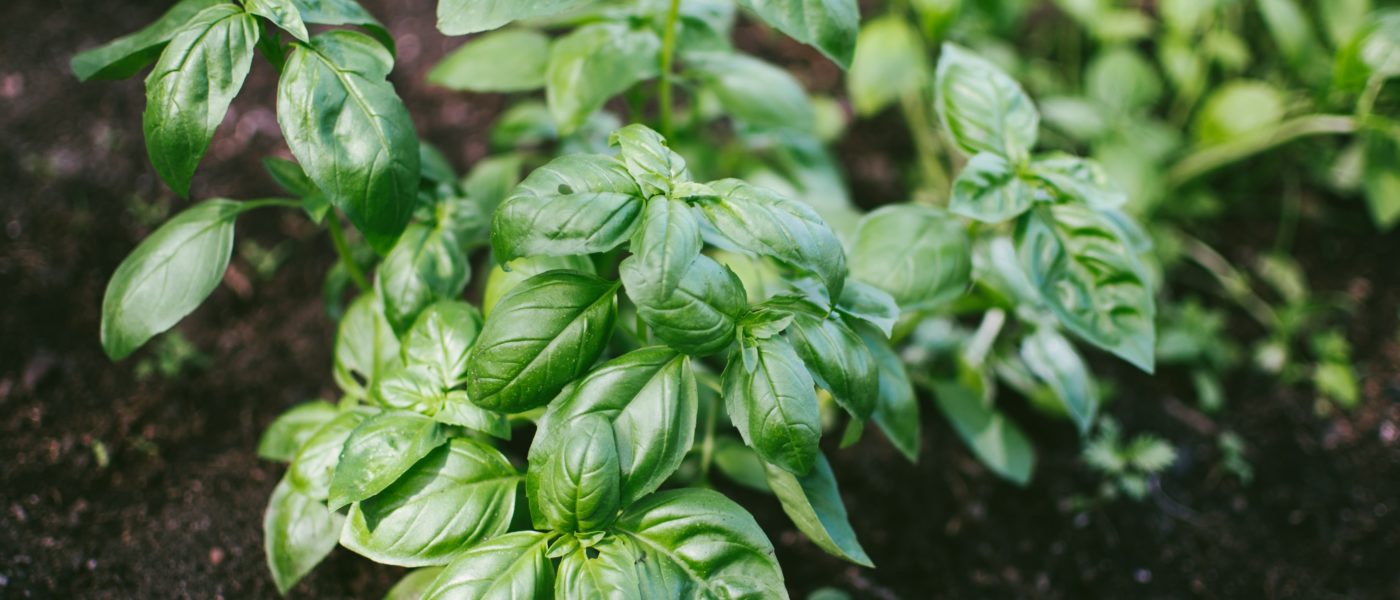 basil plant in soil