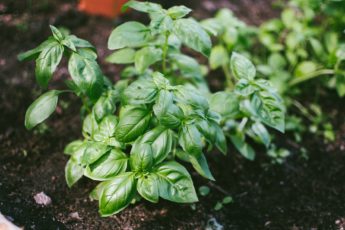 It’s Pesto Season! Recipes from the Garden