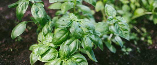 It’s Pesto Season! Recipes from the Garden