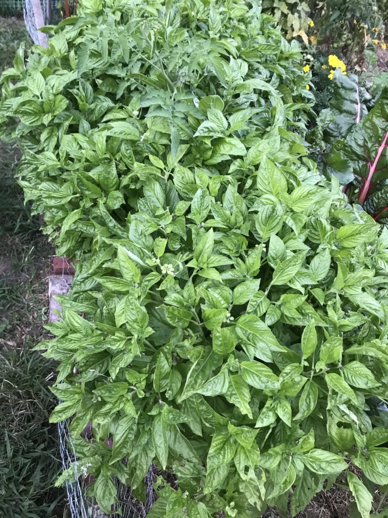 basil plant