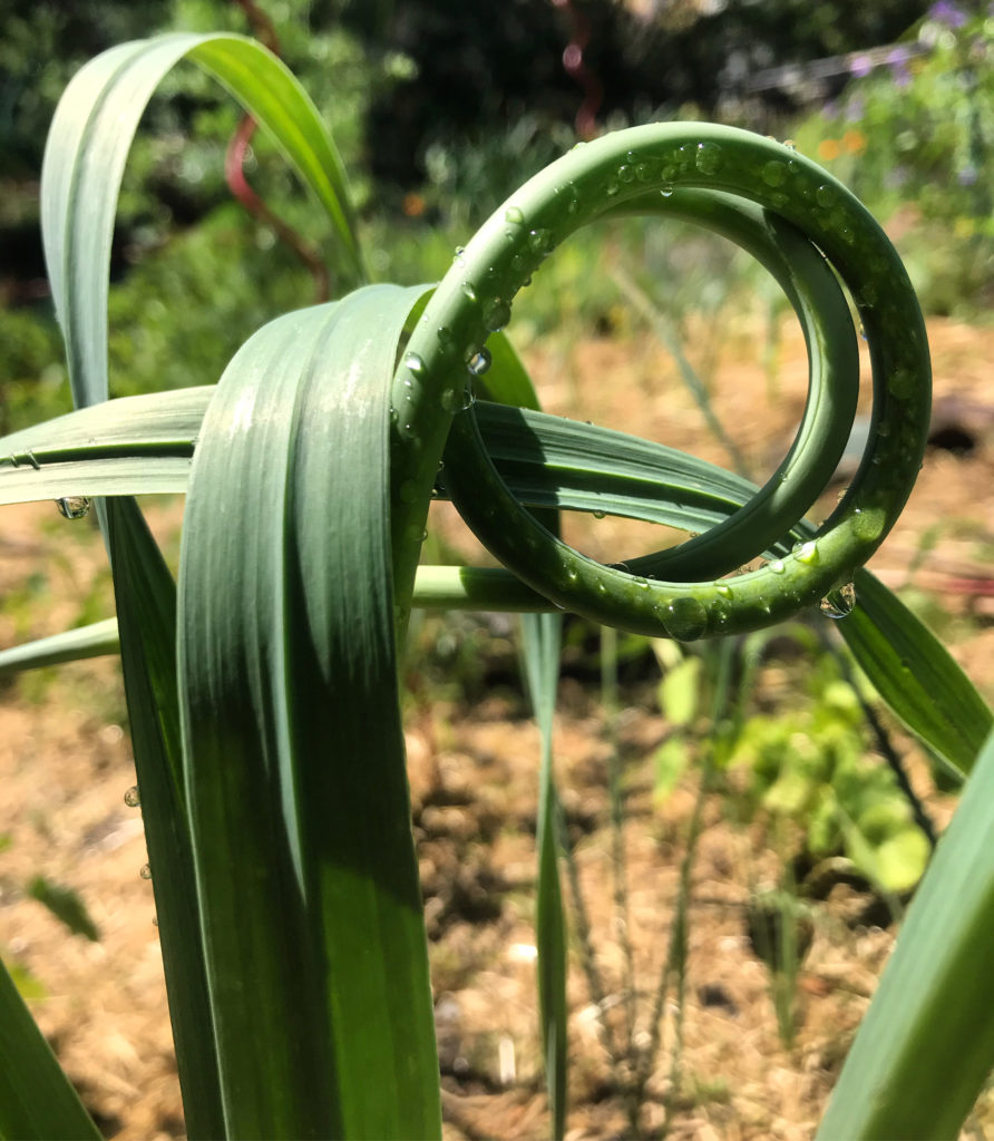 garlic scapes