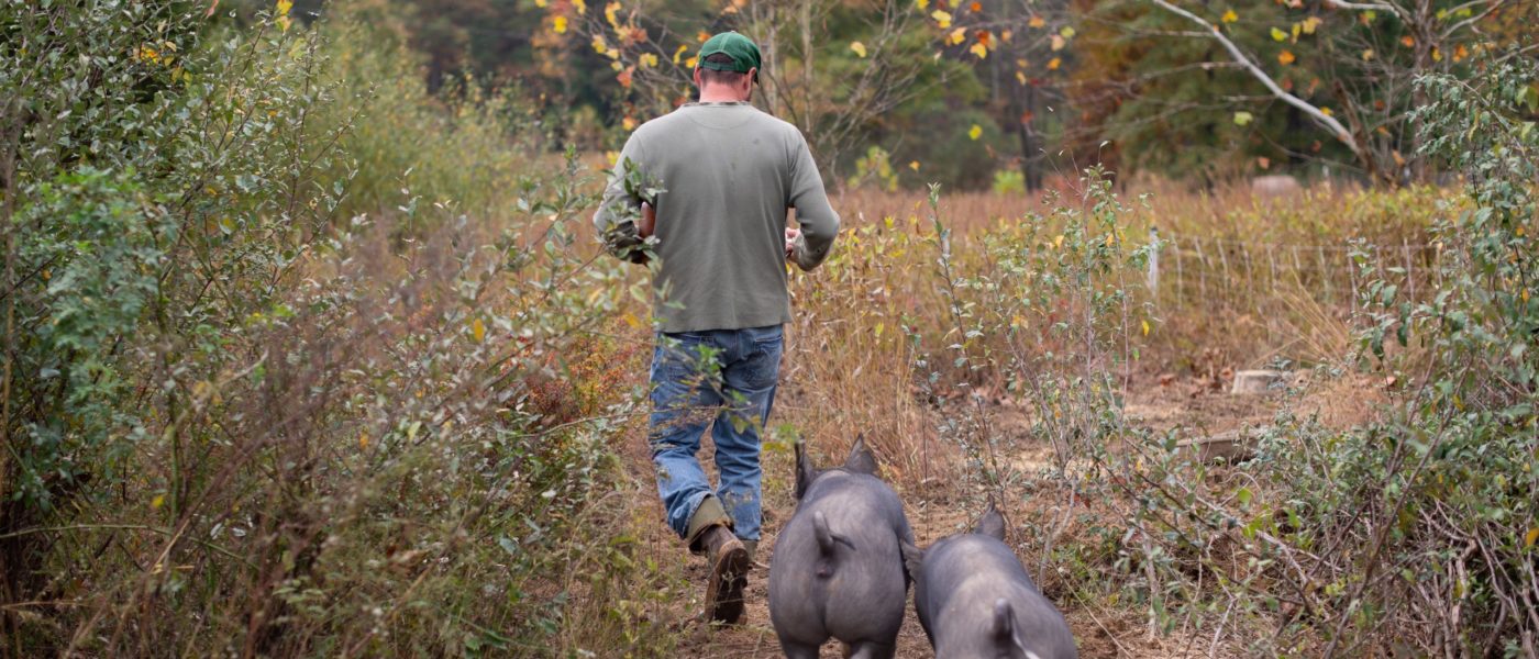 man walking with pigs