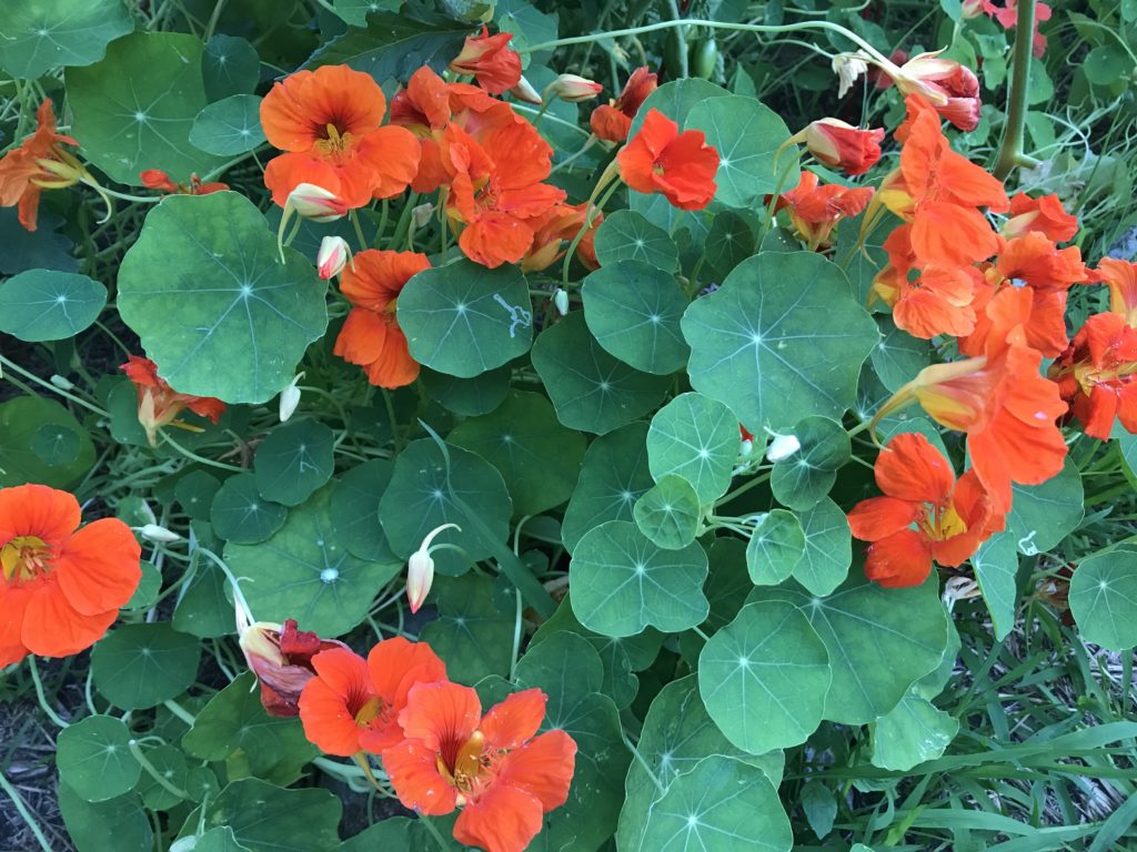 nasturtium plant