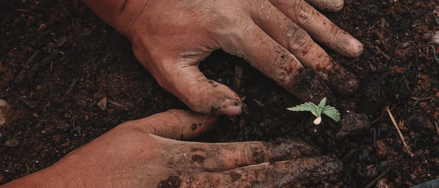 Person planting a seedling