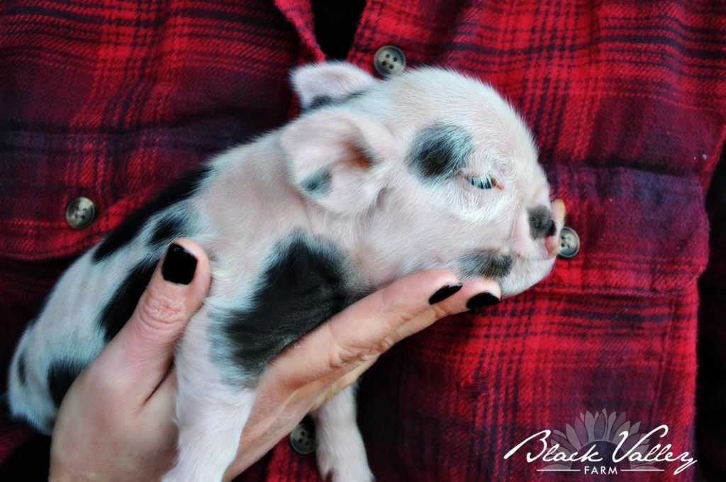 A woman's hand holds a black-spotted piglet