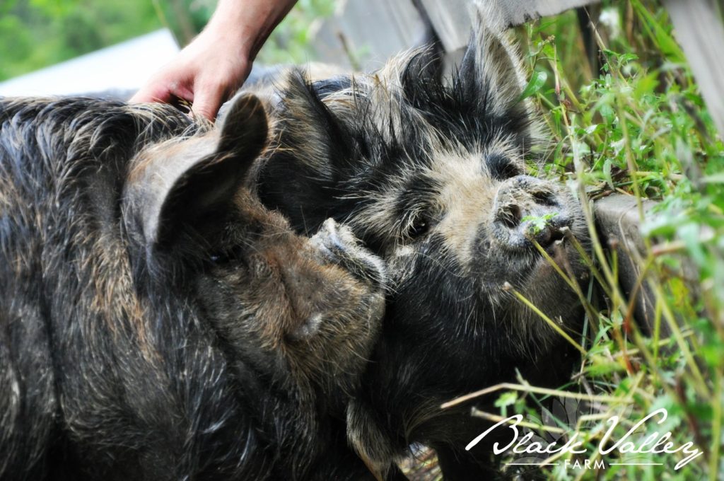 A hand reaches down to scratch the heads of two Kunekune pigs
