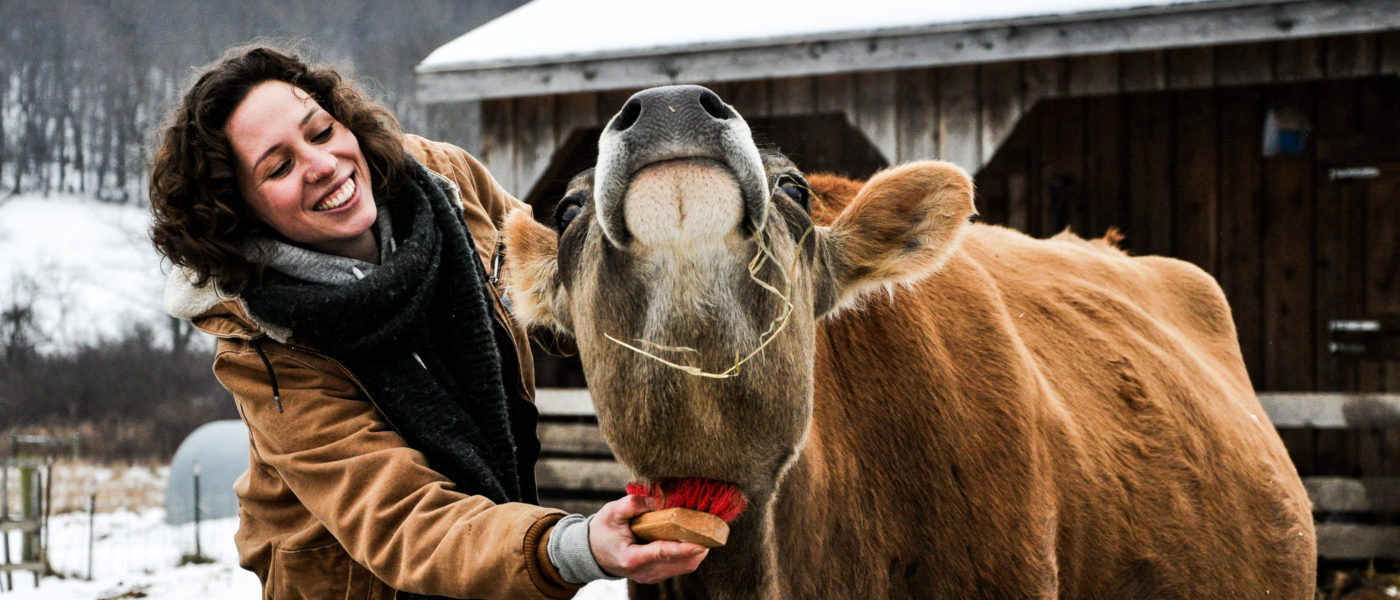 A woman farmer brushes a cow under its chin