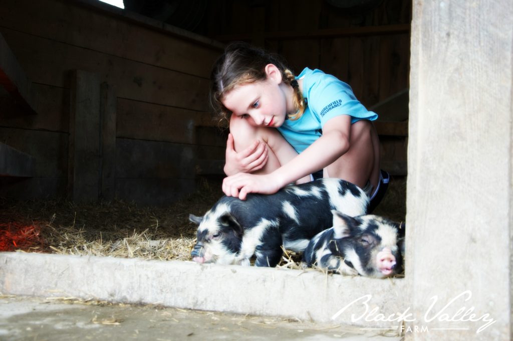 A young girl pets one of two black and white piglets