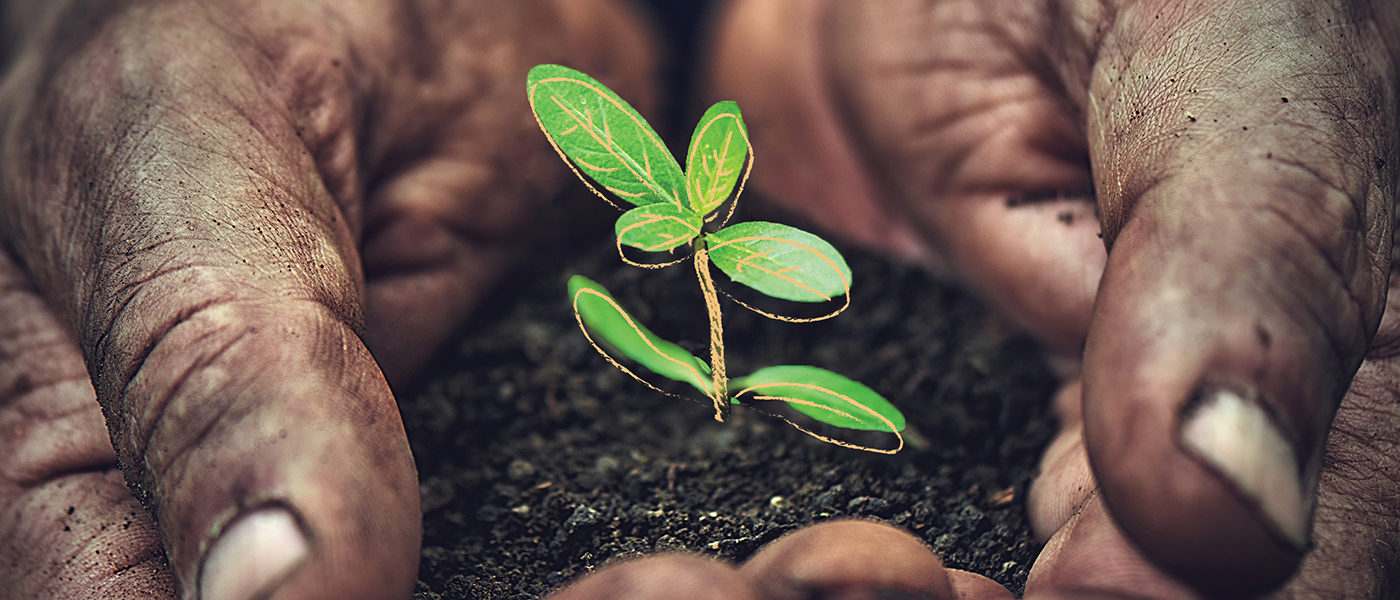 hands with a drawn seedling