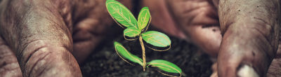 hands with a drawn seedling