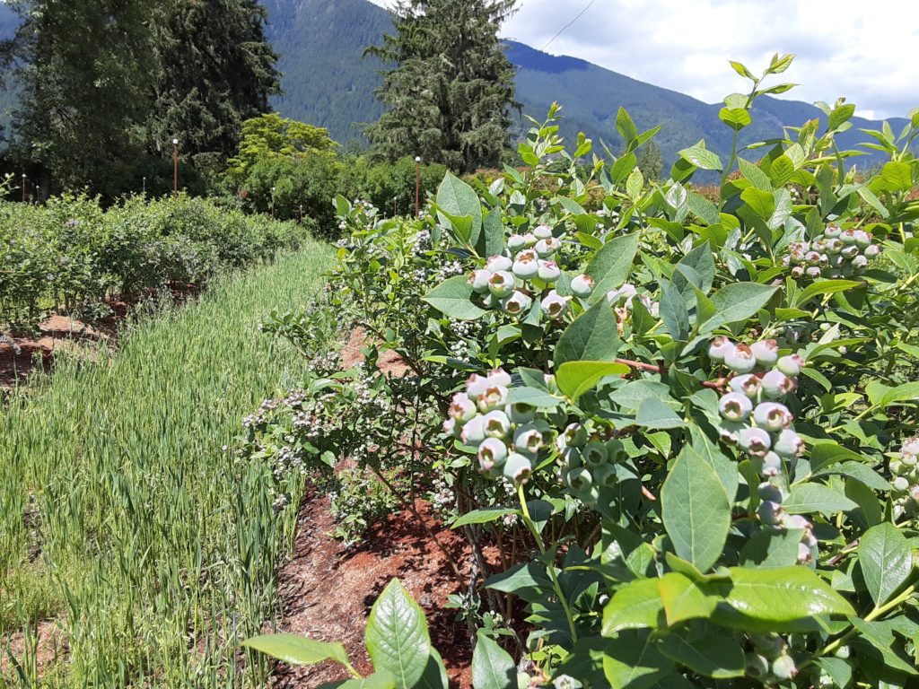 berries growing in a field