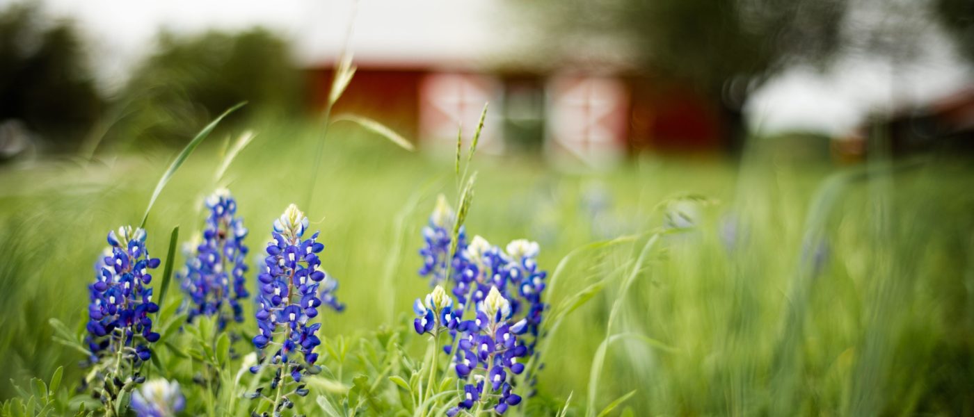 bluebonnet flowers in a field