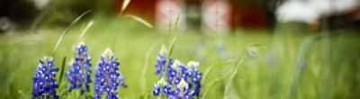 bluebonnet flowers in a field