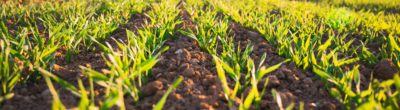 growing field