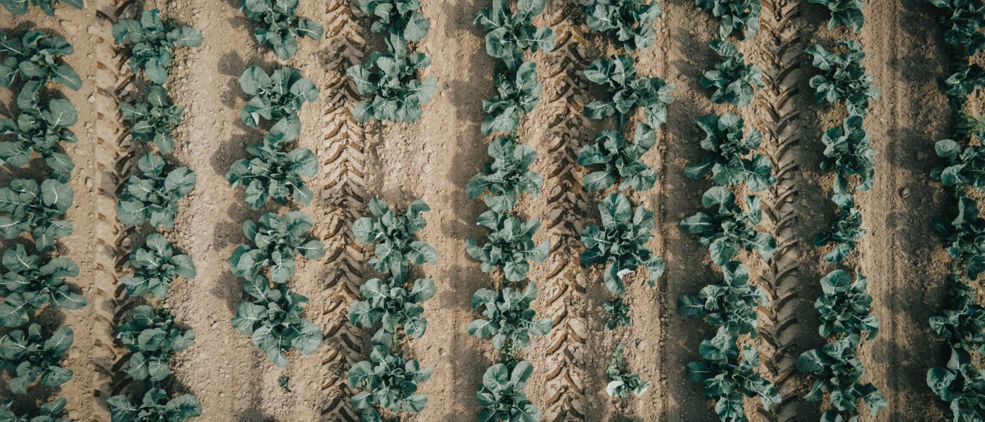 Greens in Soil