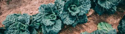 kale in soil
