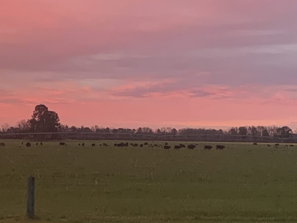 A herd of cattle graze at sunset