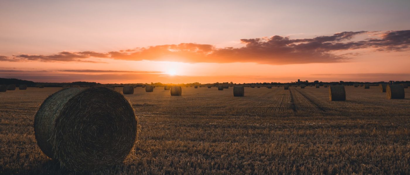 hay bales at sunset