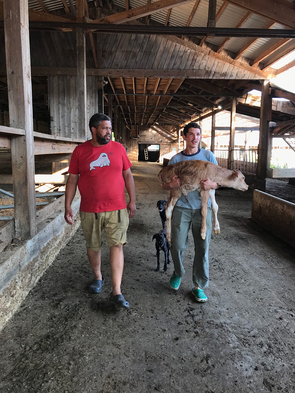 farmers with new calf