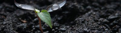 Soil with Seedling