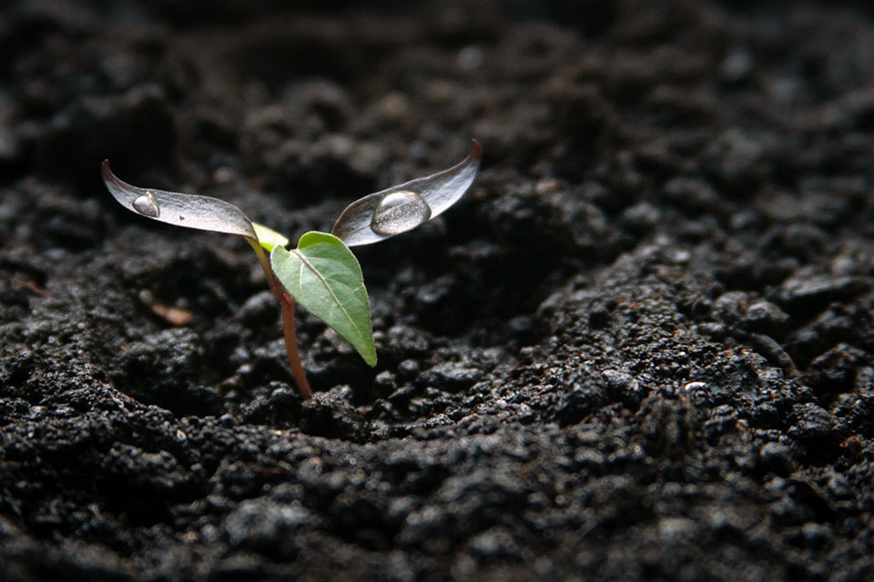 seedling with water drop