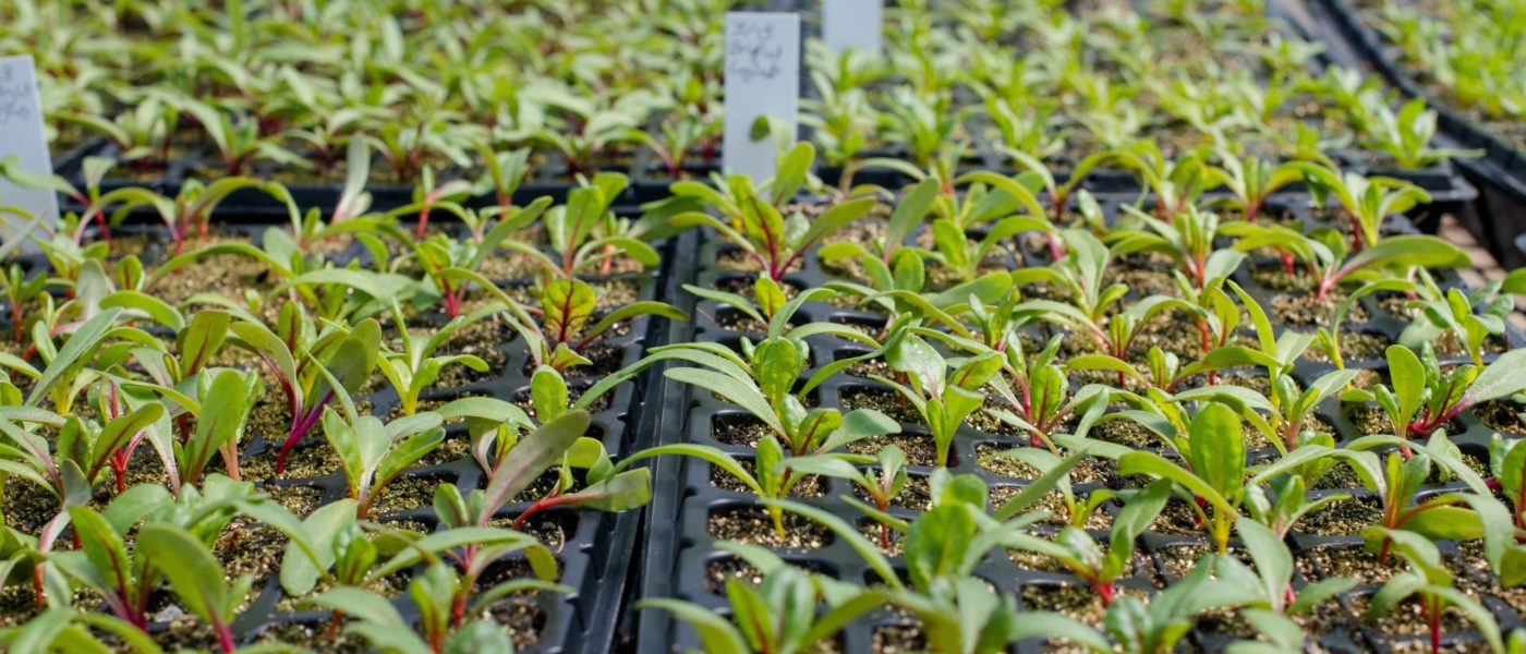 vegetable seedlings