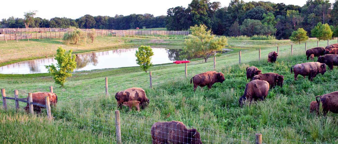 bison in pasture