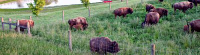 bison in pasture