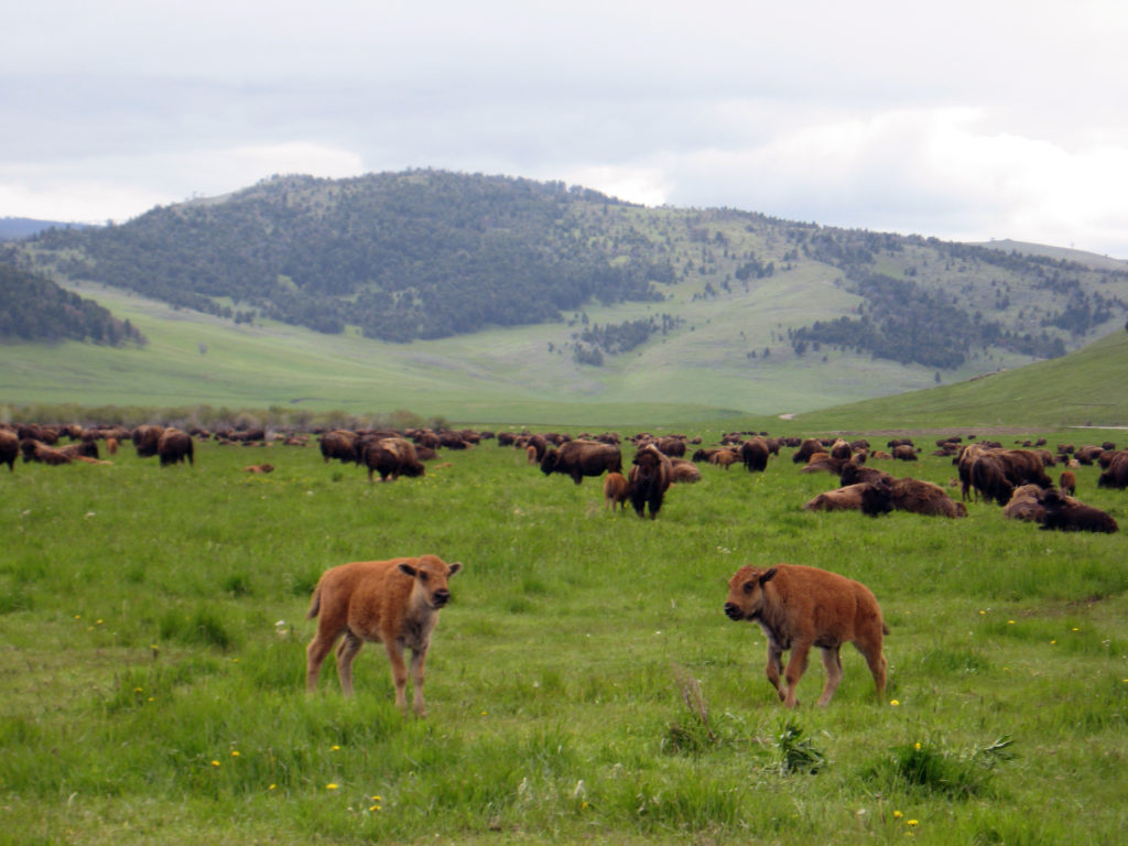 young bison in field