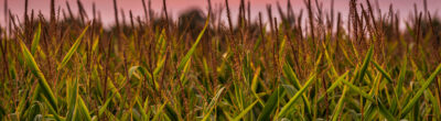 field sunset