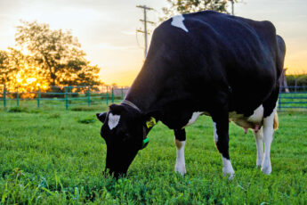 Dairy’s Decline: The Harsh Reality for Farmers and What We Can Do About It