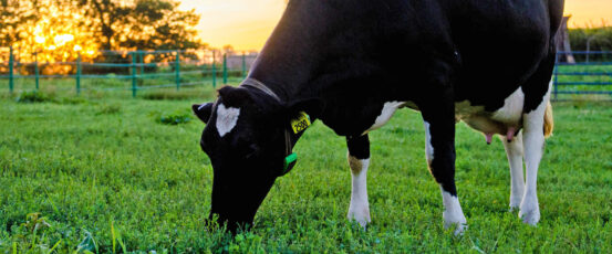 Dairy’s Decline: The Harsh Reality for Farmers and What We Can Do About It