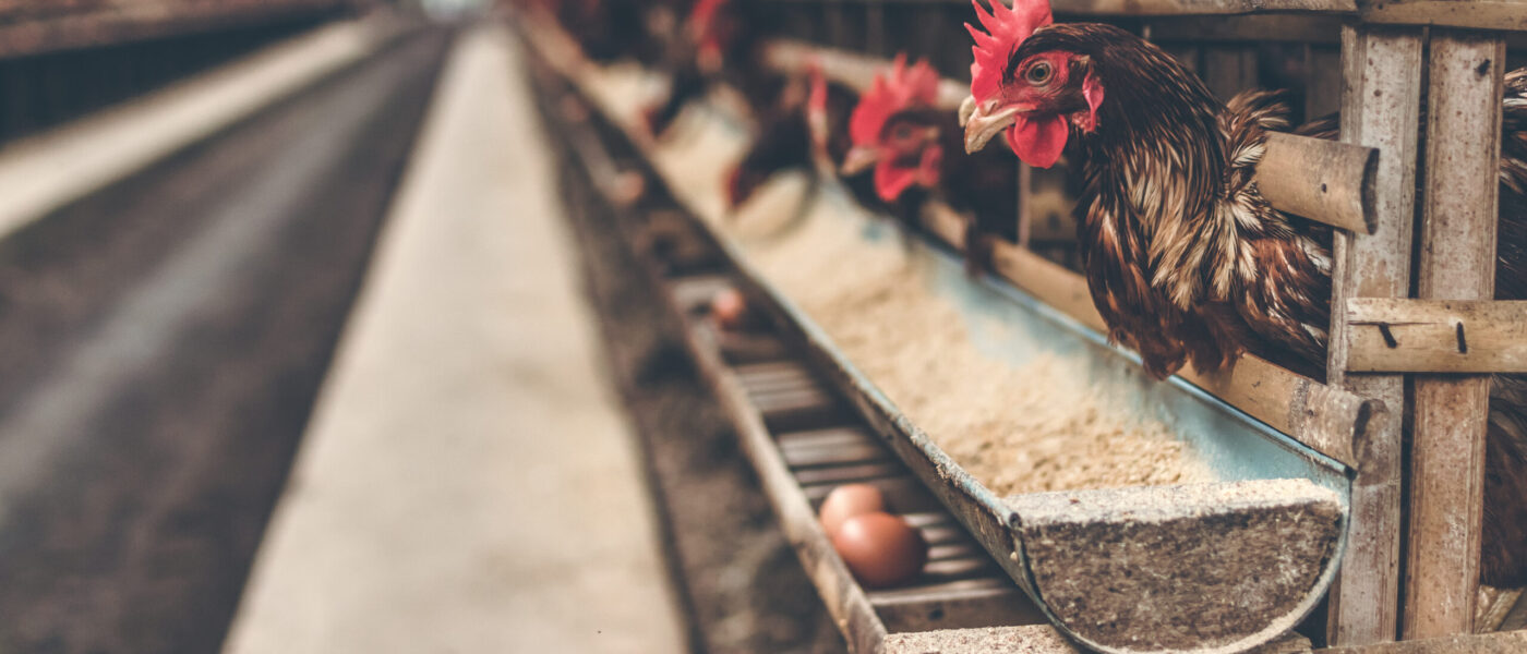 Chickens in a poultry house