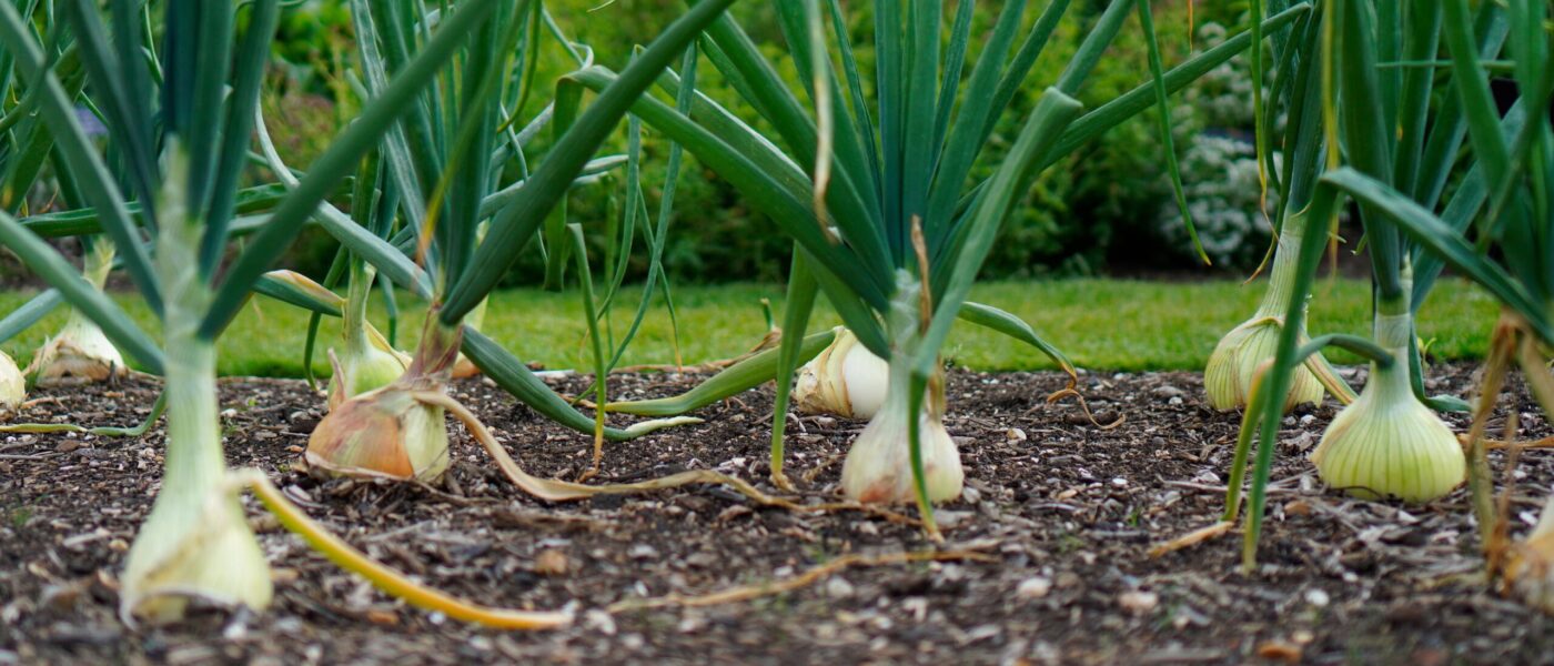 garlic in soil