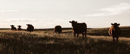 Conservation Program Ranking Dates Are Approaching!