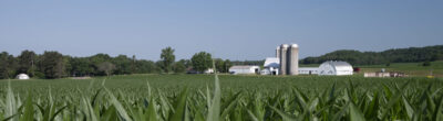 field with dairy buildings in the background