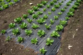 Here are seven ways we can improve the farm safety net