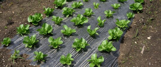 Here are seven ways we can improve the farm safety net