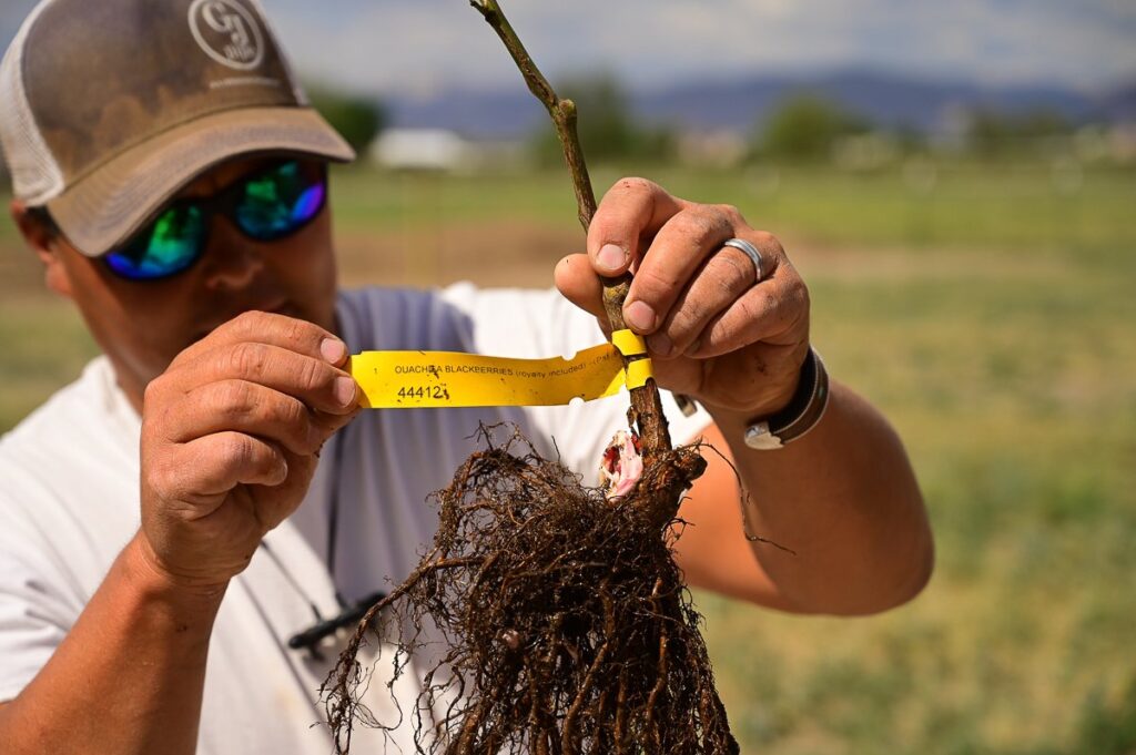 man holding a plant with roots