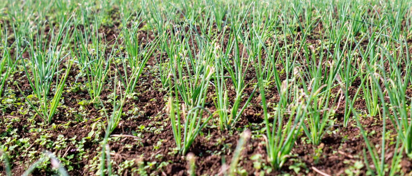 Shallots growing in a field