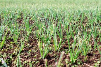 Farm Aid’s Plans for 2024