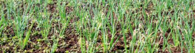Shallots growing in a field