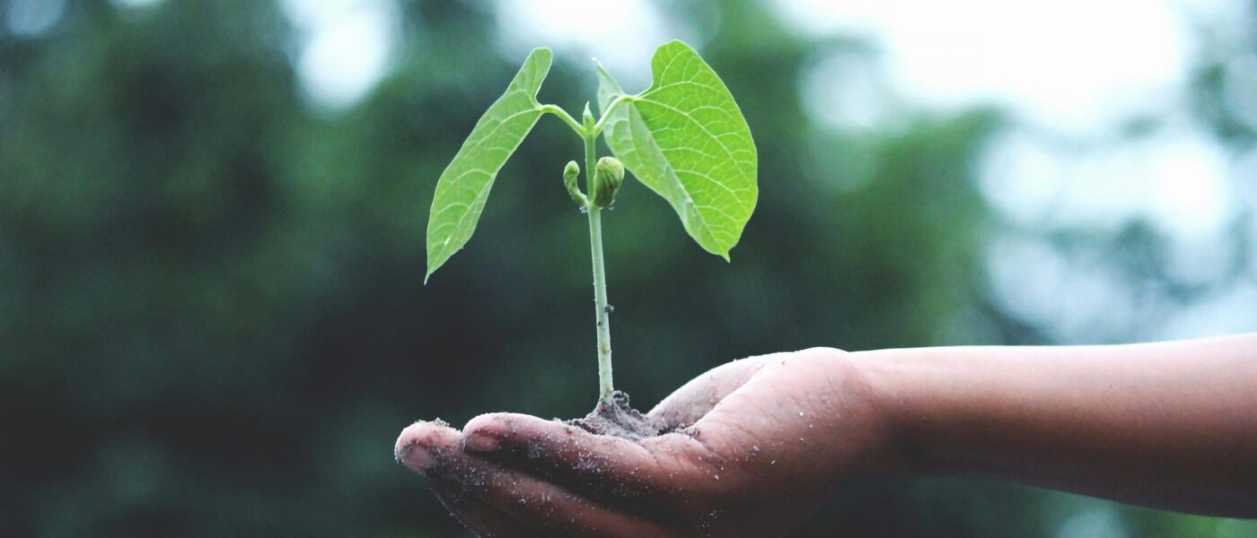 hand holding seedling